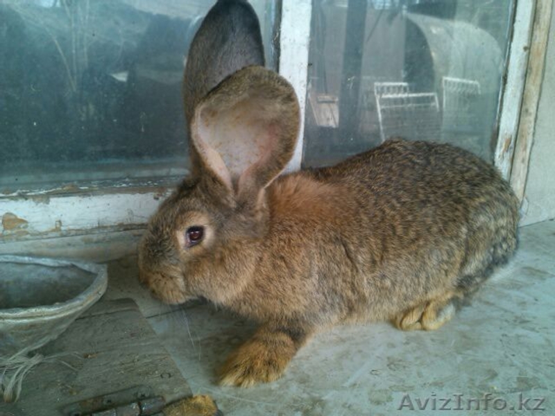 кролики фландеры,французские бараны - Изображение #2, Объявление #1361141