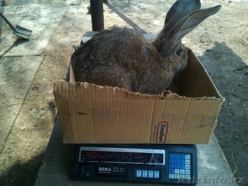 кролики фландеры,французские бараны - Изображение #4, Объявление #1361141