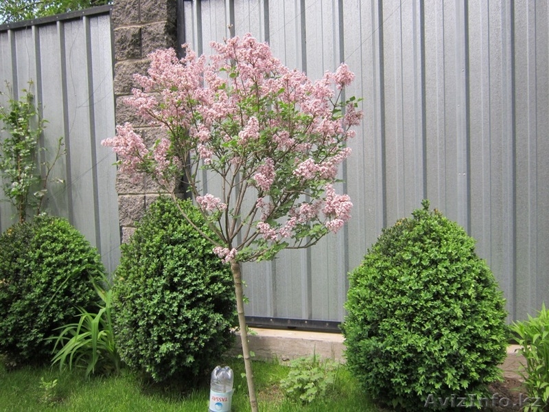 Озеленение. Ландшафтный дизайн. Алматы. - Изображение #3, Объявление #1348818