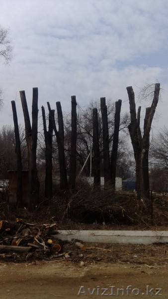 Чистка ЗАРОСШИХ участков в Алматы и Алматинской области! - Изображение #3, Объявление #1398365