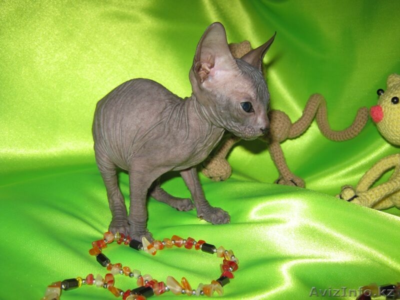 Продаются котята Донского сфинкса. С хорошей родословной! - Изображение #4, Объявление #1397722