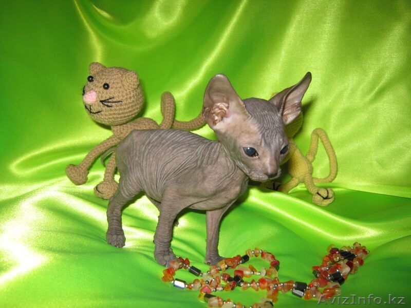 Продаются котята Донского сфинкса. С хорошей родословной! - Изображение #3, Объявление #1397722