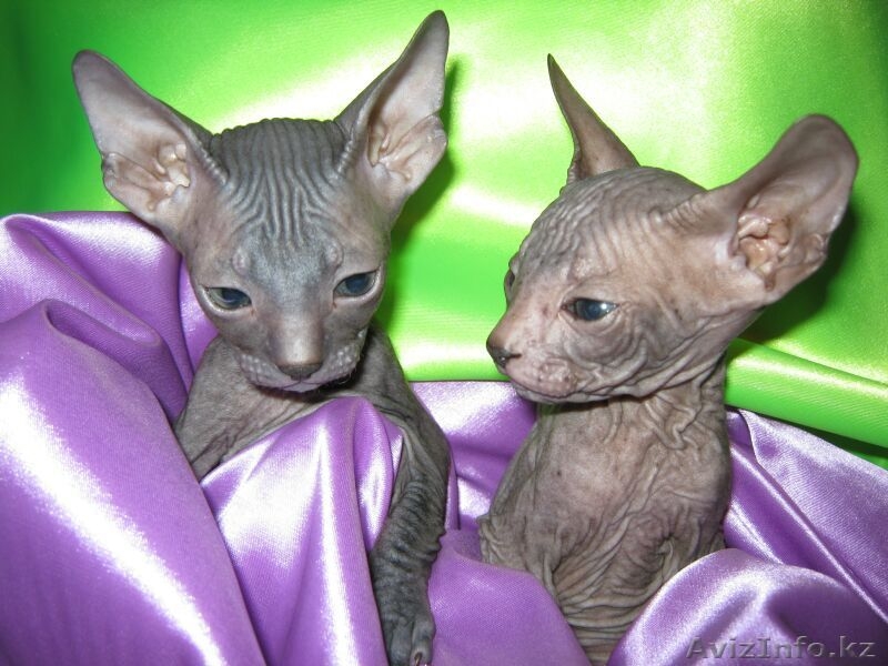 Продаются котята Донского сфинкса. С хорошей родословной! - Изображение #5, Объявление #1397722