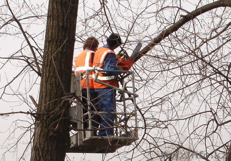 Спил деревьев любой сложности в Алматы - Изображение #4, Объявление #1383919