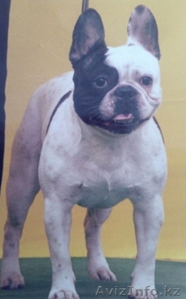 кобель Французского бульдога на вязку - Изображение #2, Объявление #1387270