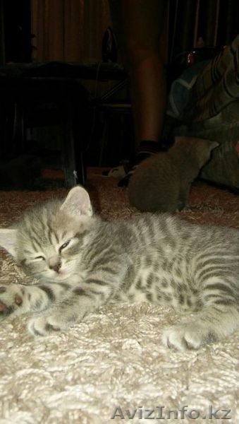 Котенок Скотиш Страйт Шотландский - Изображение #1, Объявление #1396353