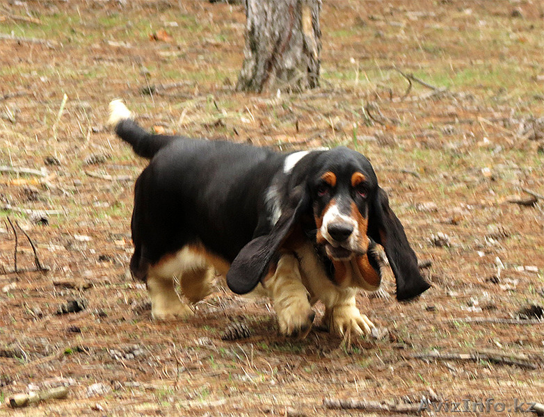 Бассет-хаунд щенки Breen-Brass - Изображение #2, Объявление #1383290