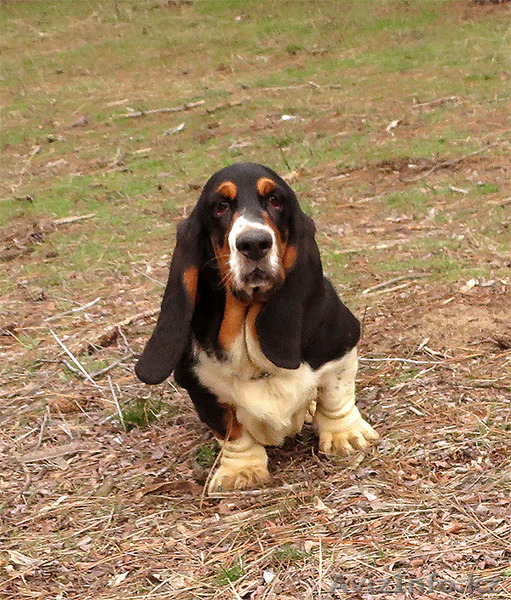 Бассет-хаунд щенки Breen-Brass - Изображение #4, Объявление #1383290