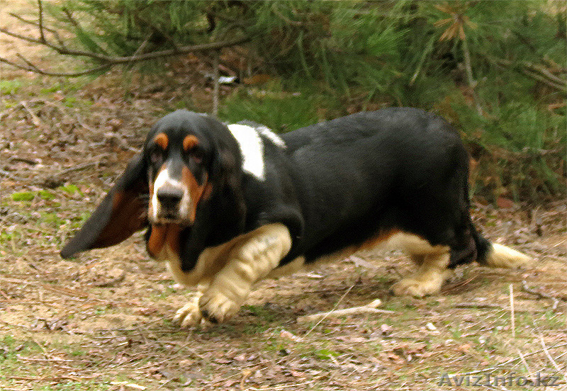 Бассет-хаунд щенки Breen-Brass - Изображение #1, Объявление #1383290