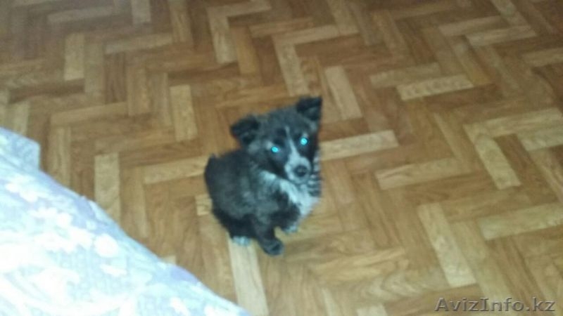 Отдам бесплатна щенка.Ищет дом добрый и умный щенок .Девочка Рада. - Изображение #3, Объявление #1383057