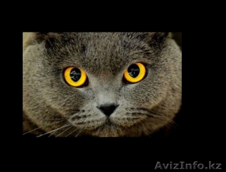 Британский вислоухий - Изображение #3, Объявление #1426275