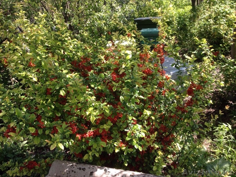 Продам цветы для сада - Изображение #3, Объявление #1426208