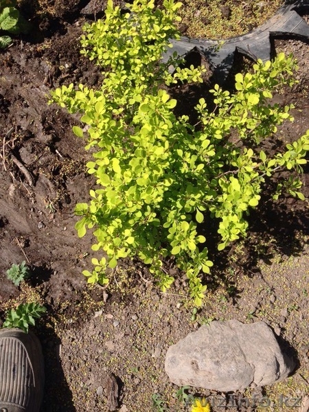 Продам цветы для сада - Изображение #4, Объявление #1426208