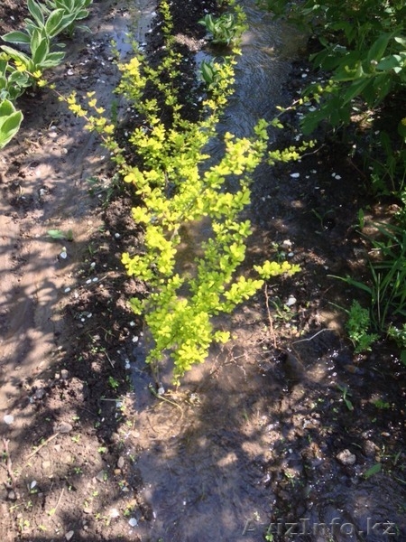 Продам цветы для сада - Изображение #5, Объявление #1426208