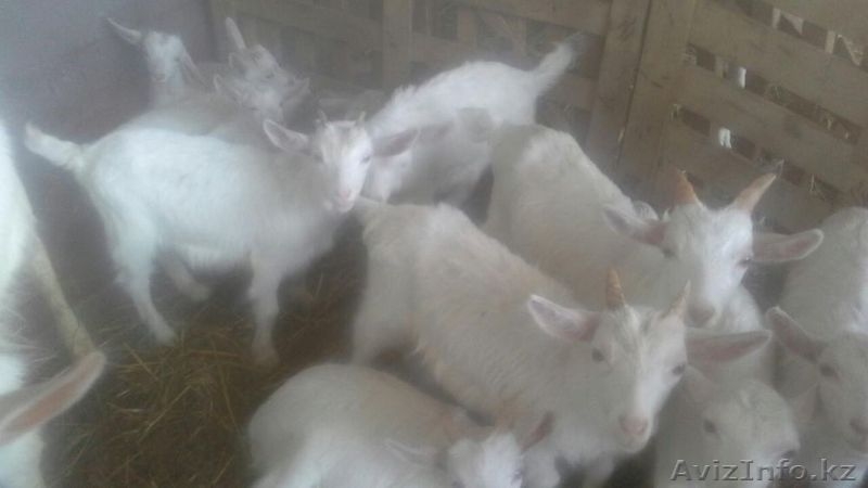 Зааненские молочные козы! - Изображение #3, Объявление #1433518