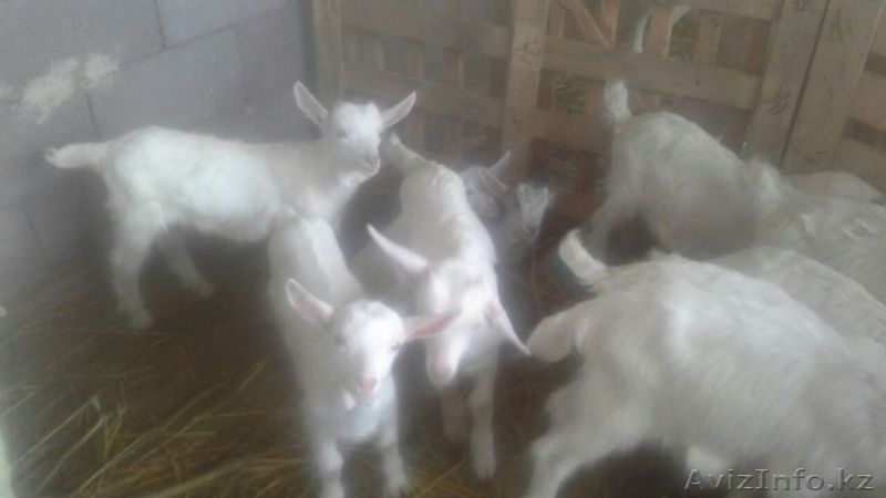 Зааненские молочные козы! - Изображение #7, Объявление #1433518