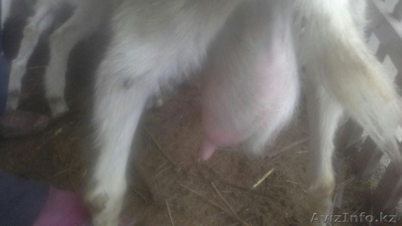 Зааненские молочные козы! - Изображение #6, Объявление #1433518