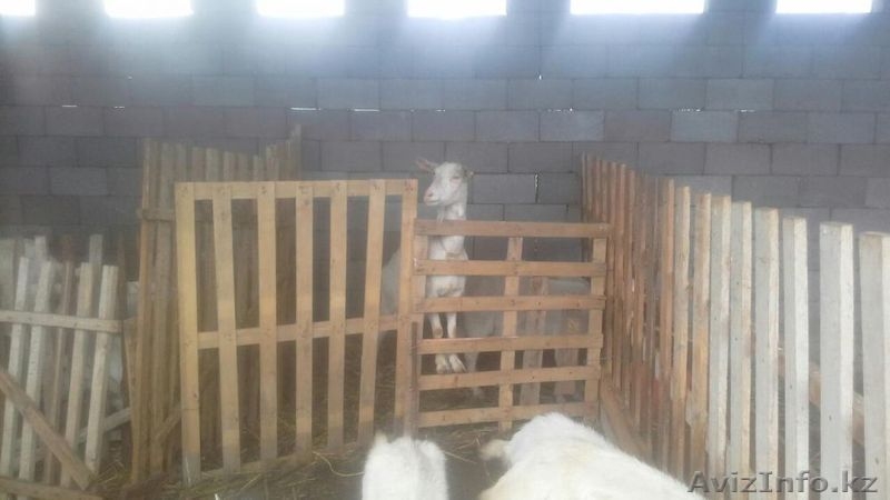 Зааненские молочные козы! - Изображение #8, Объявление #1433518