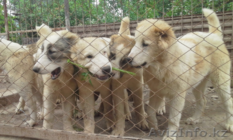 щенки среднеазиатской овчарки, алабая, 5 мес, от привозных родителей - Изображение #6, Объявление #1442881