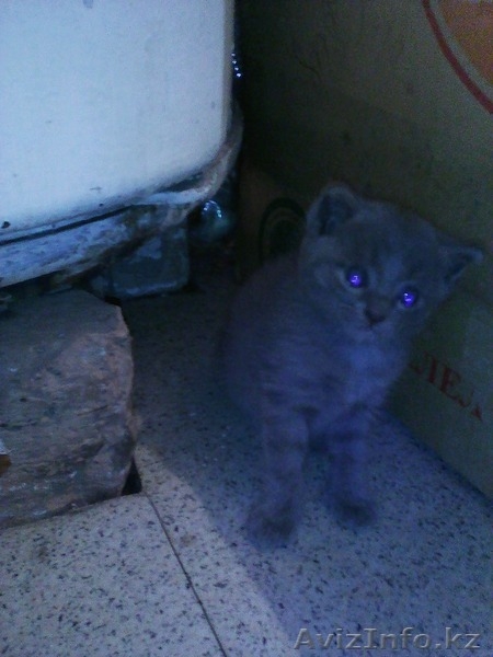 Котята 2 х месячные в добрые руки - Изображение #2, Объявление #1429953