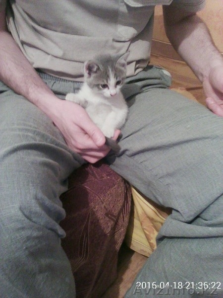 Котята 2 х месячные в добрые руки - Изображение #1, Объявление #1429953