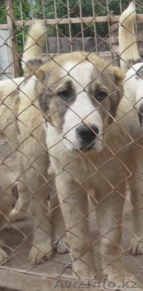 щенки среднеазиатской овчарки, алабая, 5 мес, от привозных родителей - Изображение #7, Объявление #1442881