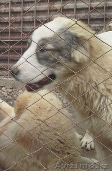 щенки среднеазиатской овчарки, алабая, 5 мес, от привозных родителей - Изображение #8, Объявление #1442881
