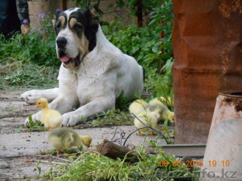 щенки среднеазиатской овчарки, алабая, 5 мес, от привозных родителей - Изображение #4, Объявление #1442881