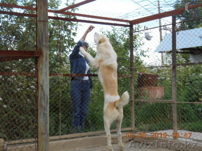 щенки среднеазиатской овчарки, алабая, 5 мес, от привозных родителей - Изображение #2, Объявление #1442881