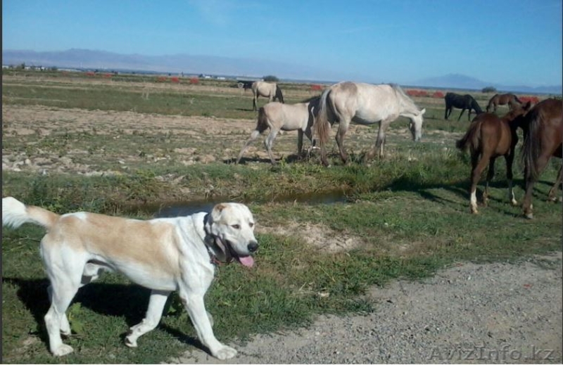 щенки среднеазиатской овчарки, алабая, 5 мес, от привозных родителей - Изображение #5, Объявление #1442881