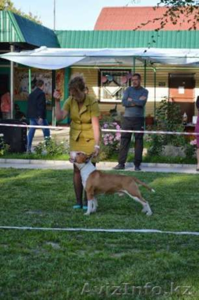 Щенок бультерьера от титулованных родителей - Изображение #3, Объявление #1451635