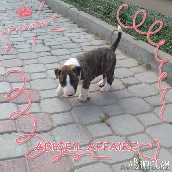 Щенок бультерьера от титулованных родителей - Изображение #4, Объявление #1451635