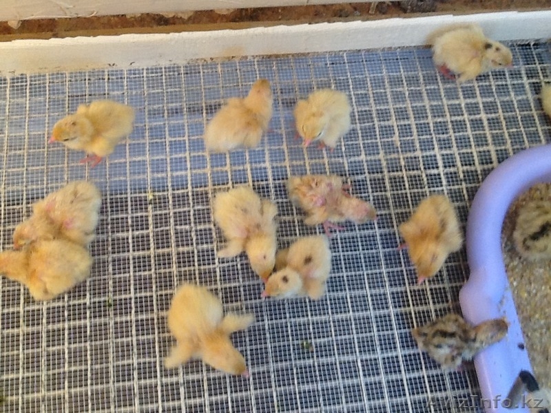 Продам перепелок разного возраста порода английский Техас,яица,перепелиное  мясо - Изображение #3, Объявление #1459585