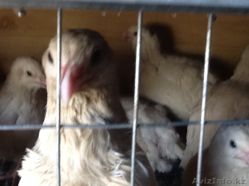 Продам перепелок разного возраста порода английский Техас,яица,перепелиное  мясо - Изображение #4, Объявление #1459585