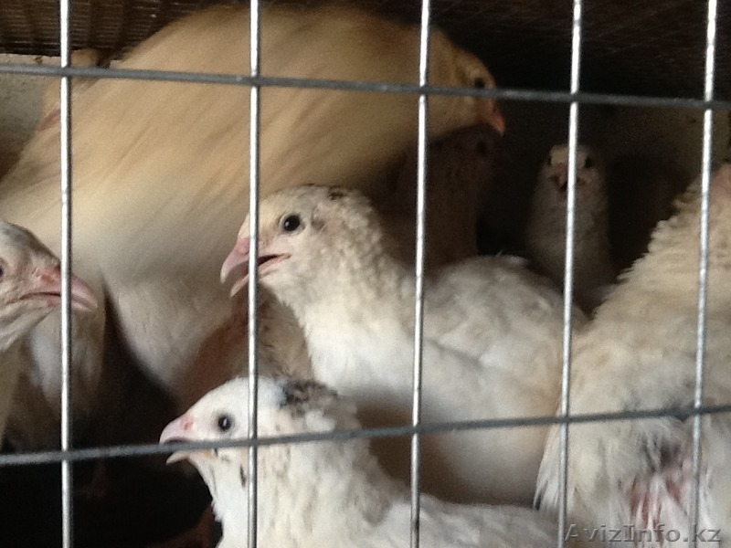 Продам перепелок разного возраста порода английский Техас,яица,перепелиное  мясо - Изображение #5, Объявление #1459585