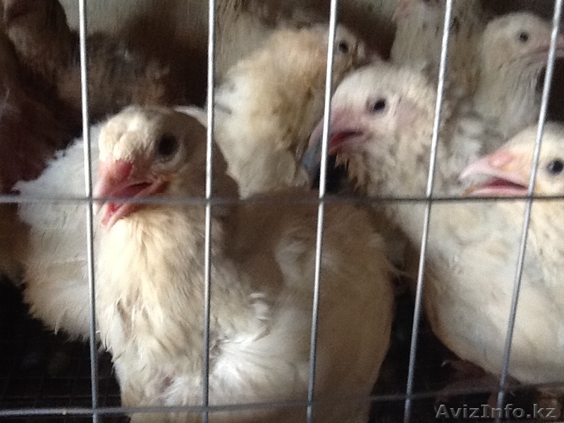 Продам перепелок разного возраста порода английский Техас,яица,перепелиное  мясо - Изображение #6, Объявление #1459585