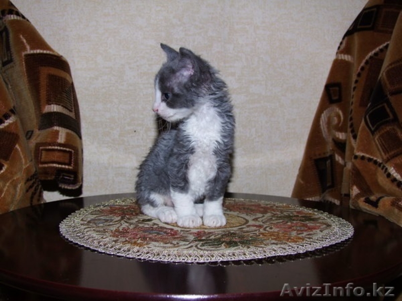 нет аллергии редкая порода - Изображение #3, Объявление #1469921