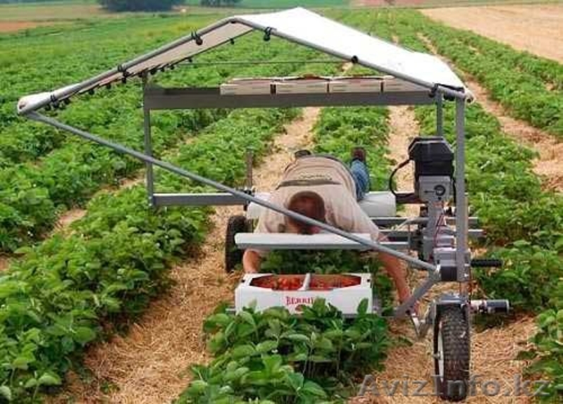  В Польшу на сбор земляники нужны работники - Изображение #3, Объявление #1477515