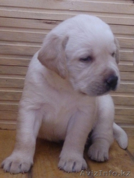 Продам собаку лабрадор-ретривер - Изображение #3, Объявление #1482977