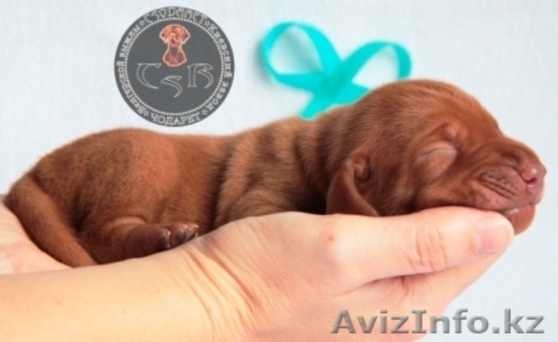 щенки венгерской легавой - Изображение #8, Объявление #1498138