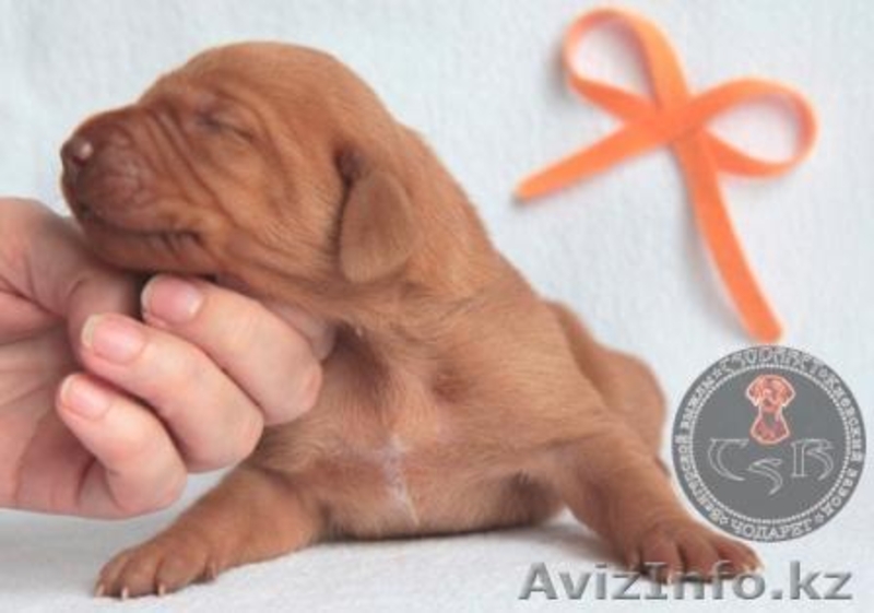 щенки венгерской легавой - Изображение #5, Объявление #1498138
