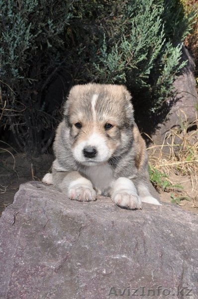 ЭЛИТНЫЕ АЛАБАИ питомника "Сарбаз". - Изображение #1, Объявление #1497611