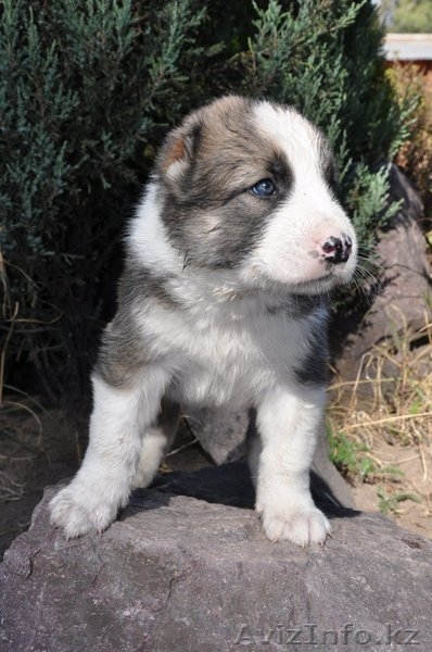 ЭЛИТНЫЕ АЛАБАИ питомника "Сарбаз". - Изображение #2, Объявление #1497611