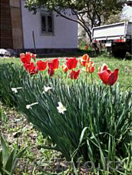 продам дачу срочно и недорого - Изображение #2, Объявление #1495401