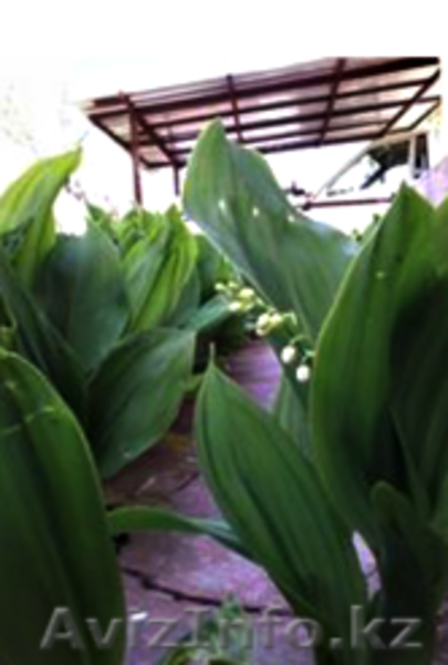 продам дачу срочно и недорого - Изображение #3, Объявление #1495401