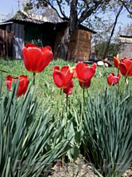 продам дачу срочно и недорого - Изображение #7, Объявление #1495401