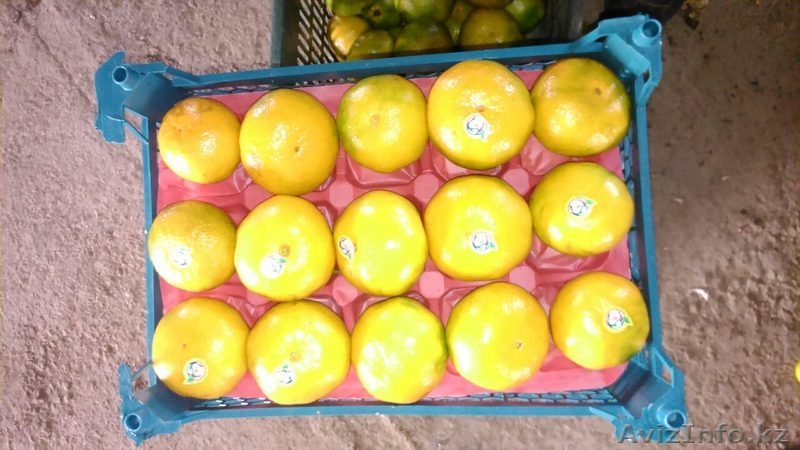 Мандарины из Ирана - Изображение #1, Объявление #1498637