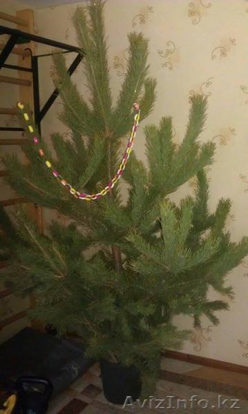 Продам живую ёлку! - Изображение #3, Объявление #1517938