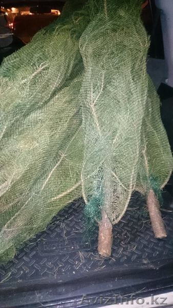 Продам живую ёлку! - Изображение #4, Объявление #1517938