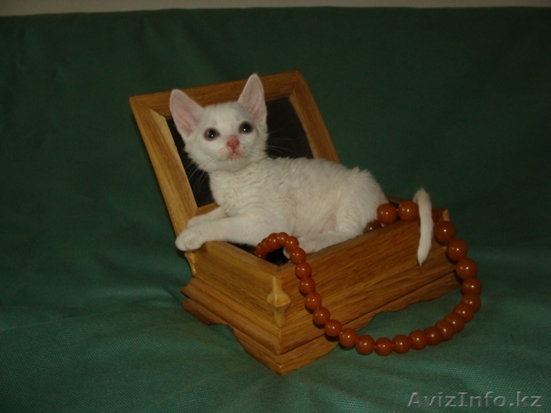 уральский рекс неаллергенны нет в доме шерсти - Изображение #3, Объявление #1528316